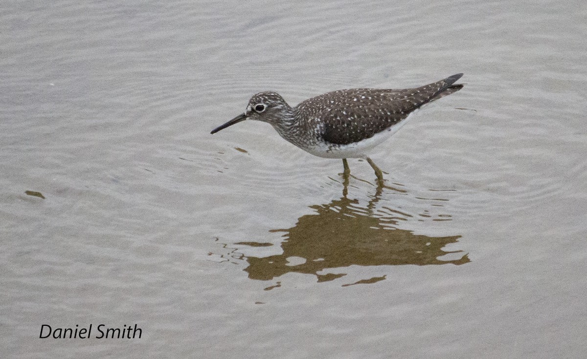 Solitary Sandpiper - ML443564601