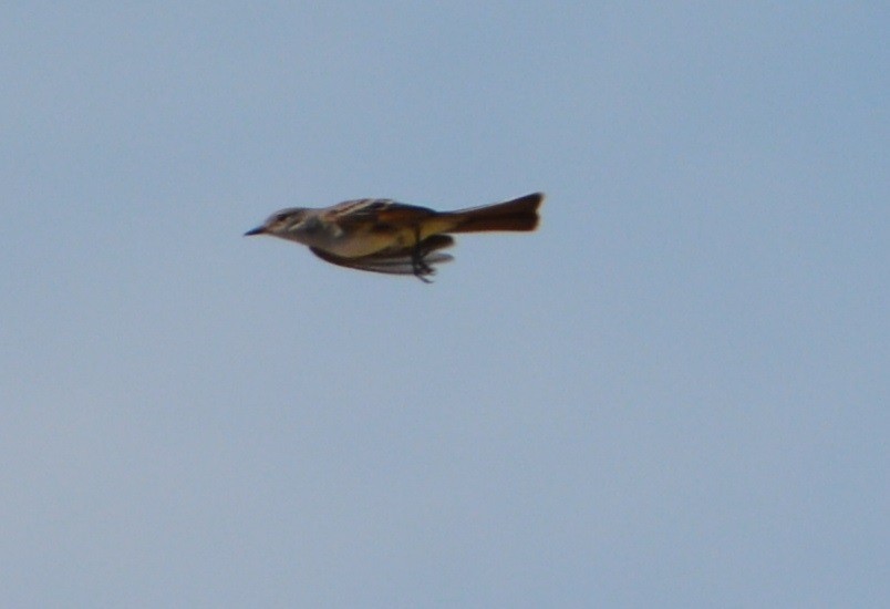 Ash-throated Flycatcher - ML443564861