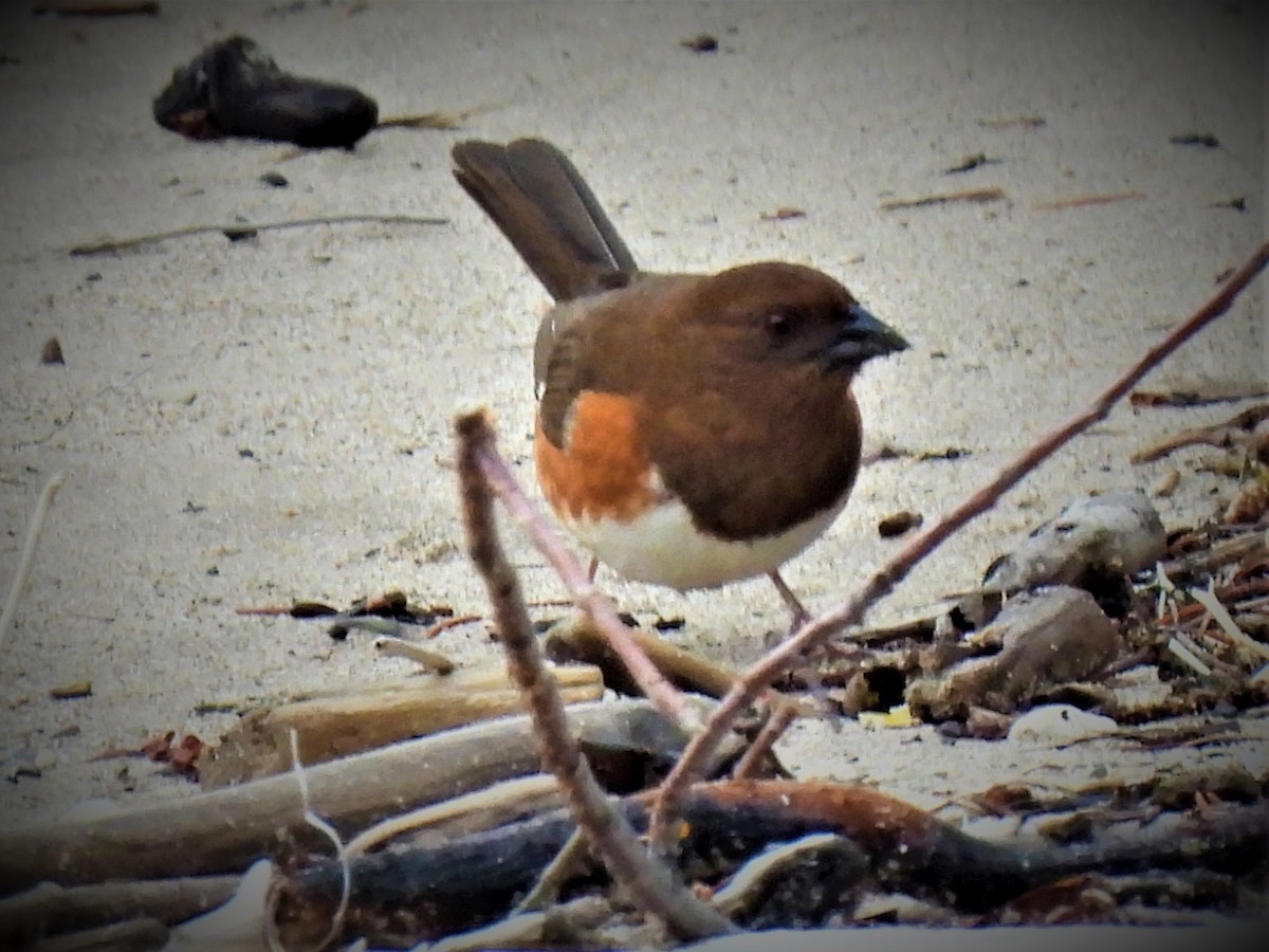 Eastern Towhee - ML443565081