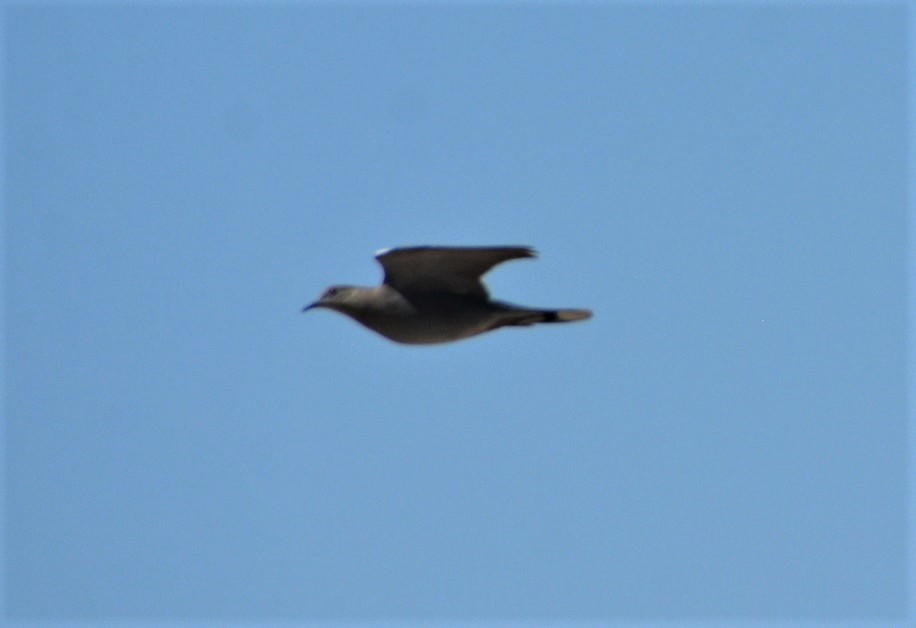 White-winged Dove - ML443565661