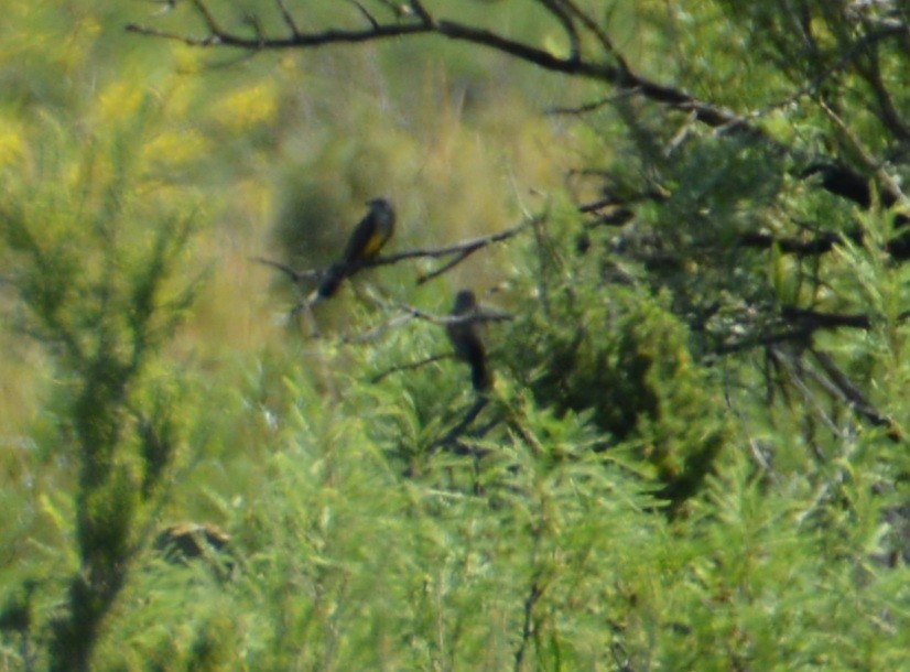 Western Kingbird - ML443565761