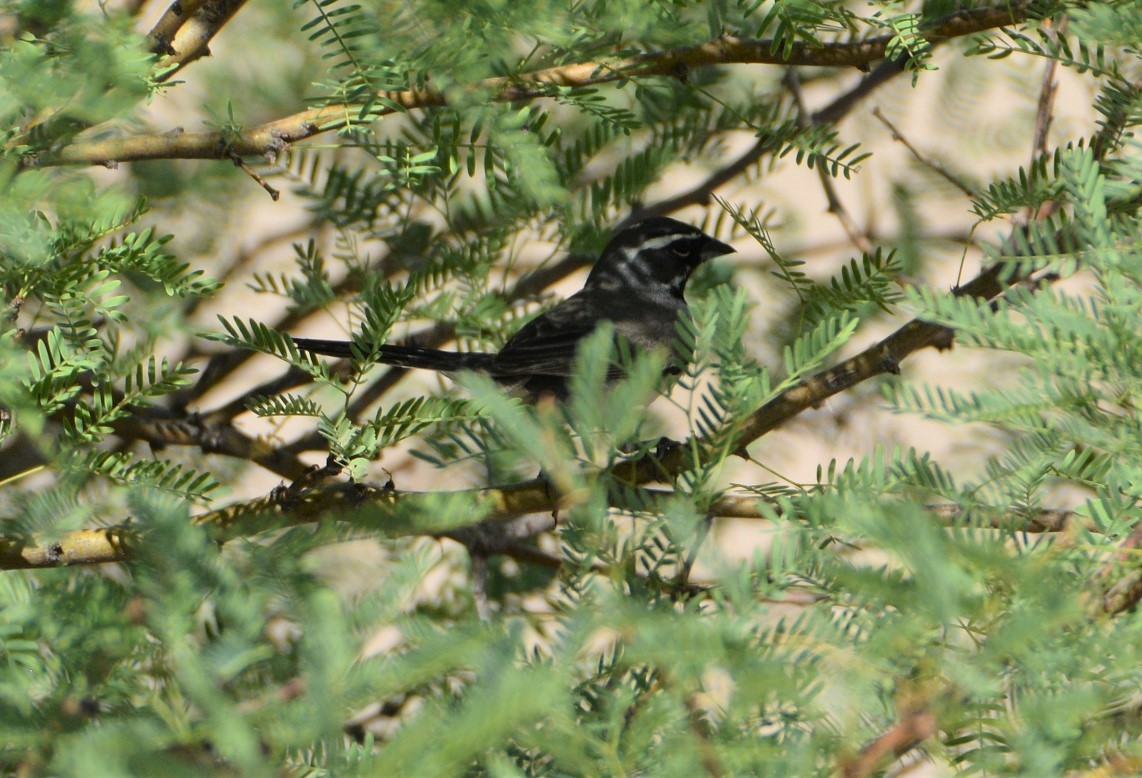 Black-throated Sparrow - ML443566301