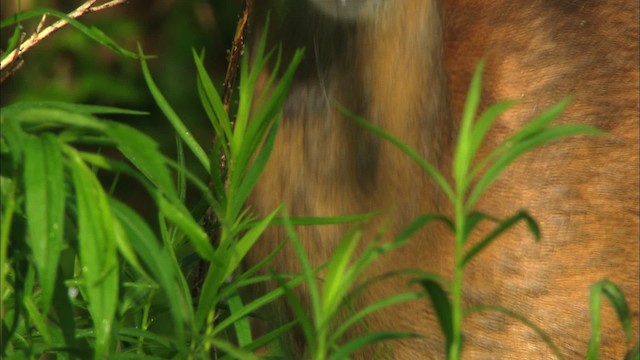 White-tailed Deer - ML443567