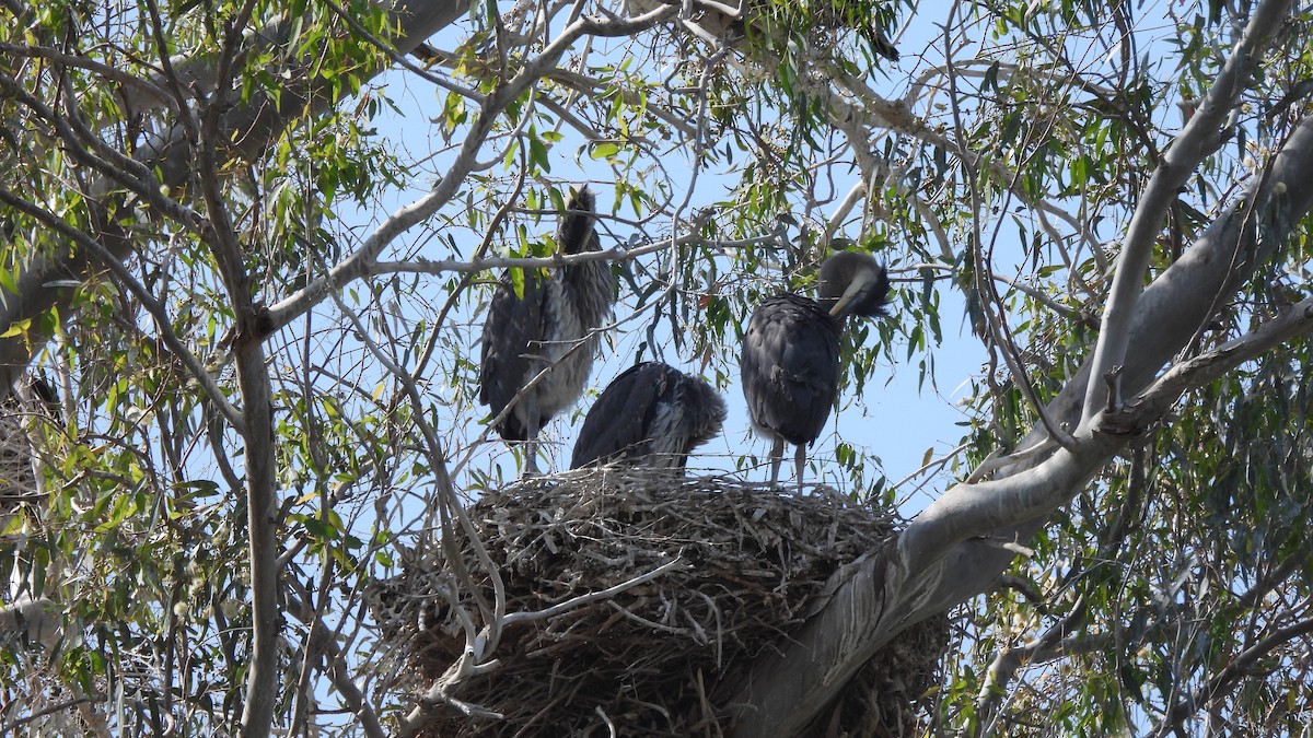 Garza Azulada - ML443568981