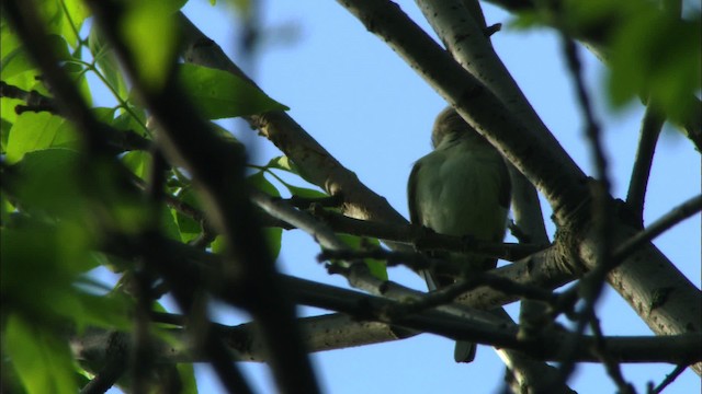 Sängervireo (gilvus) - ML443569