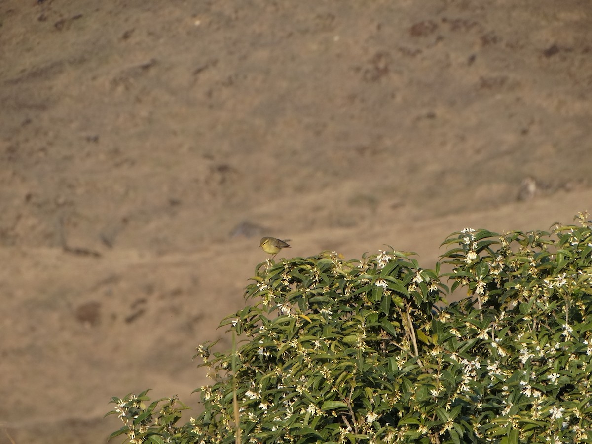 Tickell's Leaf Warbler (Tickell's) - ML443569261