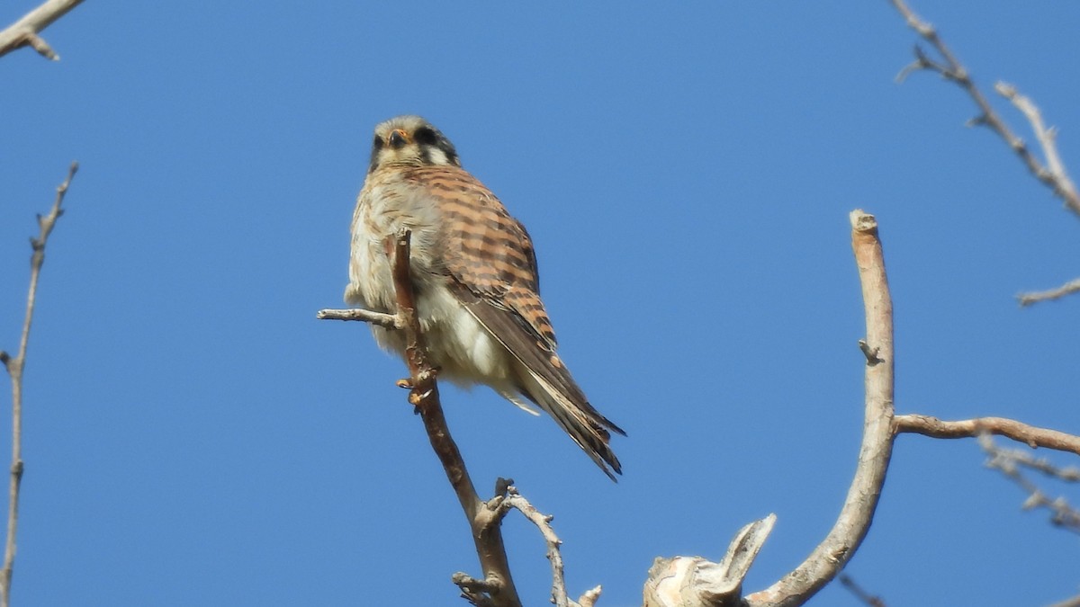 American Kestrel - Karen Evans