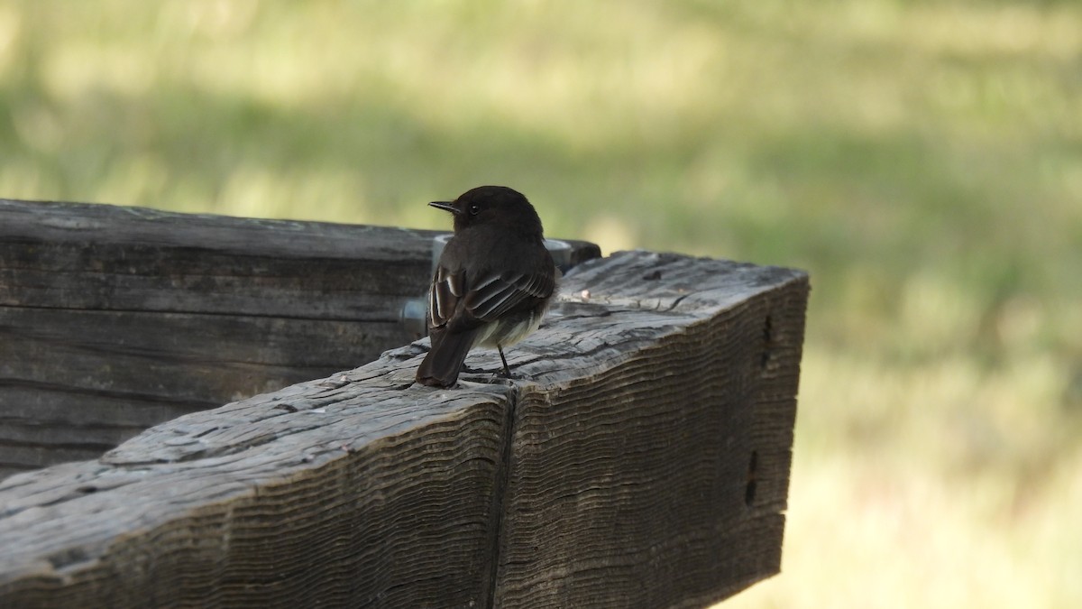 Black Phoebe - Karen Evans