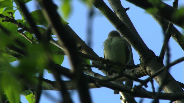 Warbling Vireo (Eastern) - ML443570