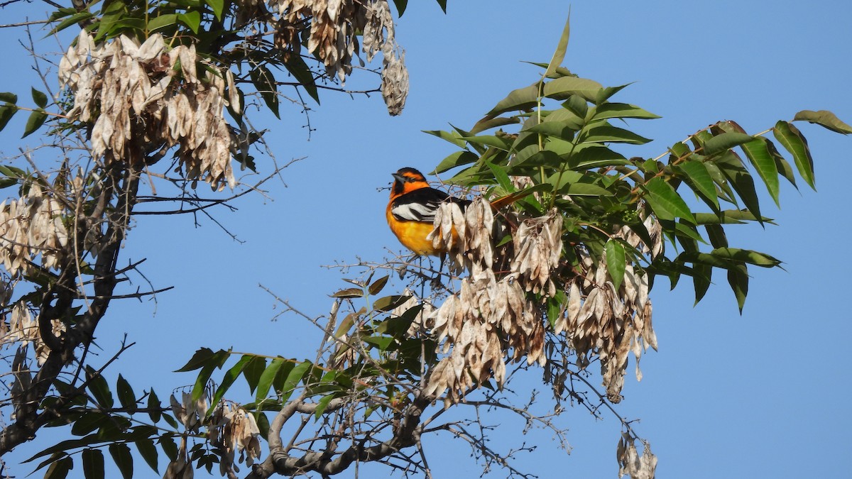 Bullock's Oriole - ML443570061