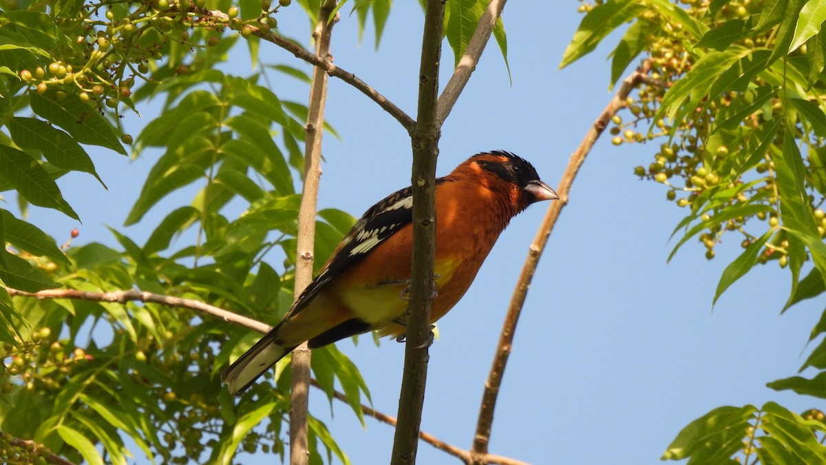 Black-headed Grosbeak - ML443570141