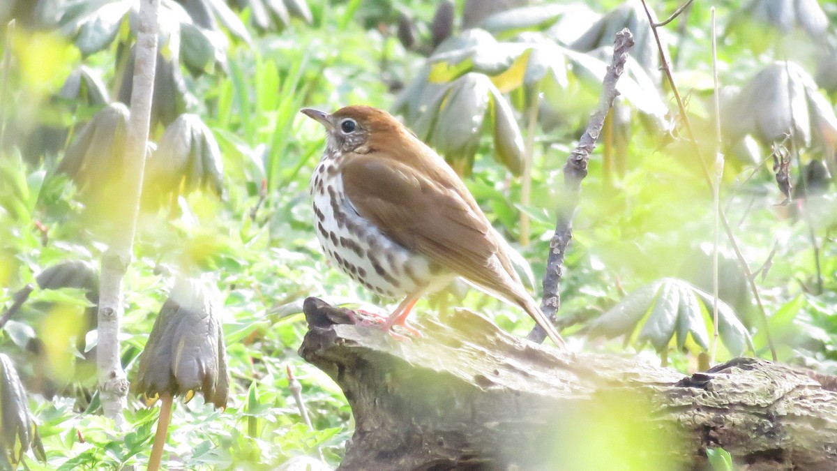 Wood Thrush - ML443570601