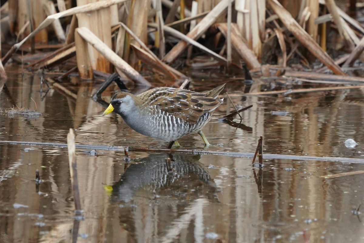 カオグロクイナ - ML443571981