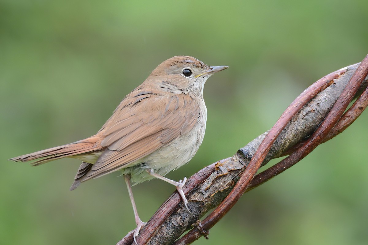 Common Nightingale - ML443572191