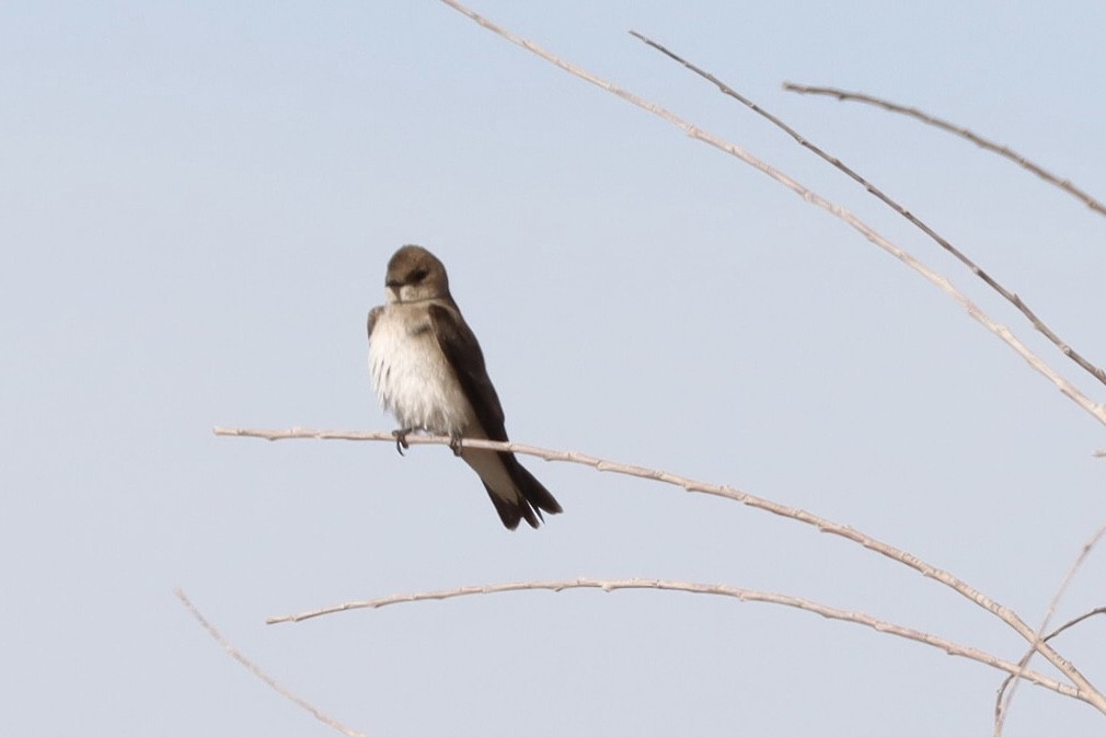 Northern Rough-winged Swallow - ML443572791