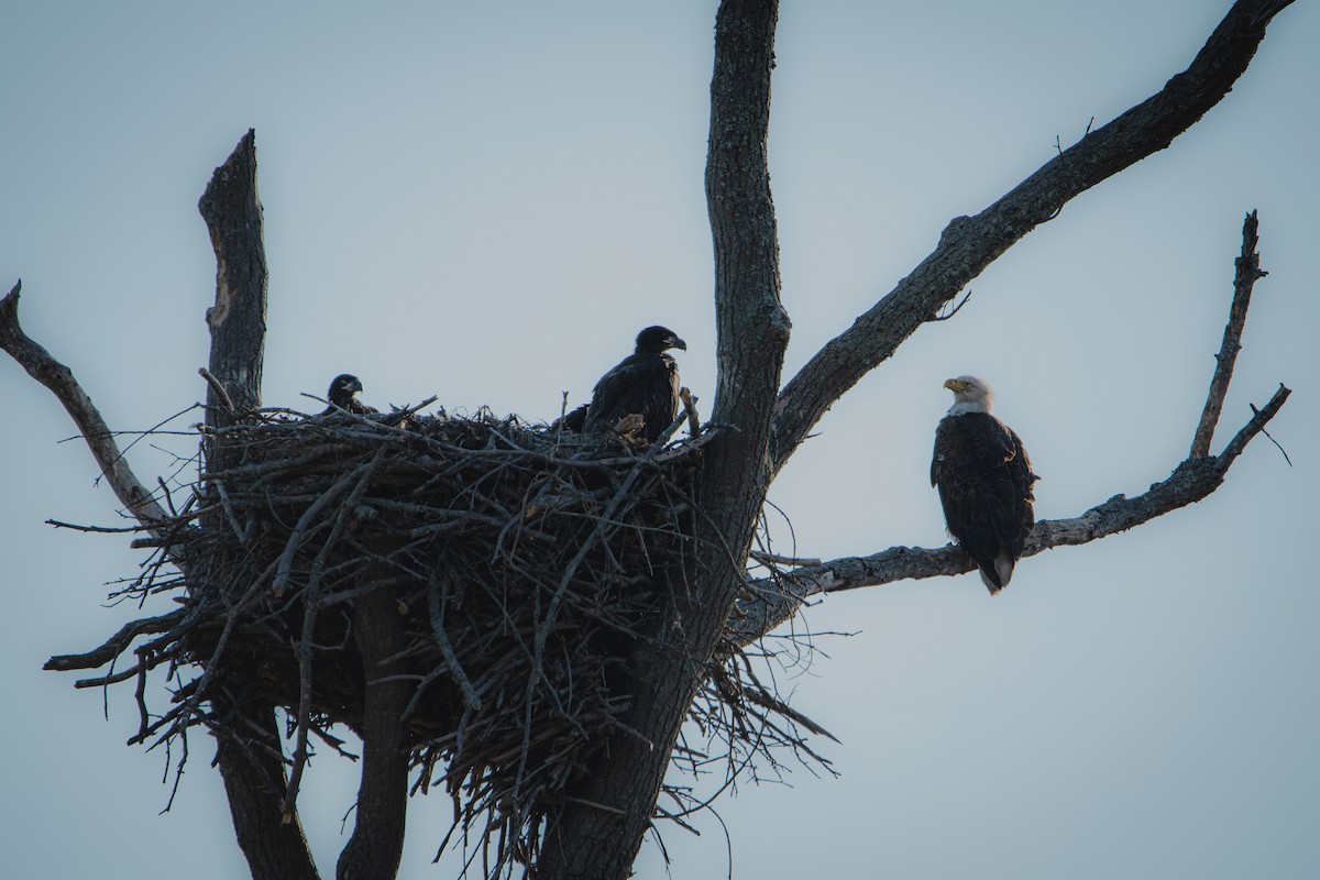 Bald Eagle - ML443574291