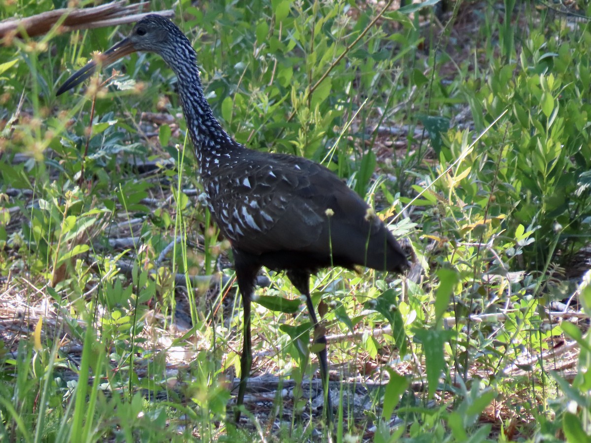 Limpkin - ML443575151