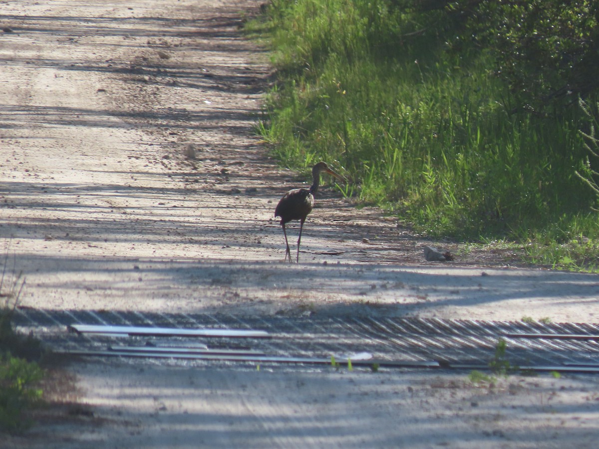 Limpkin - ML443575181