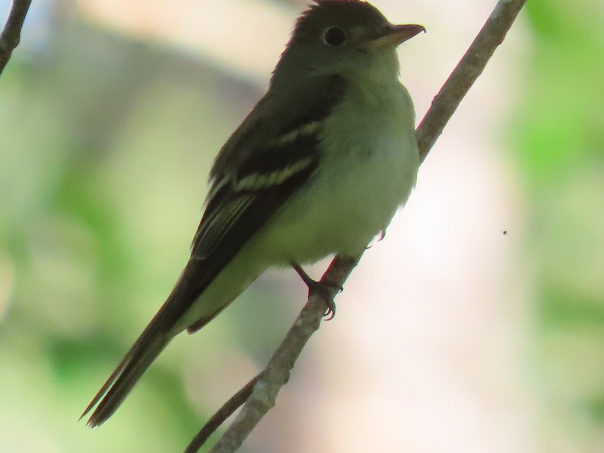 Acadian Flycatcher - ML443575501
