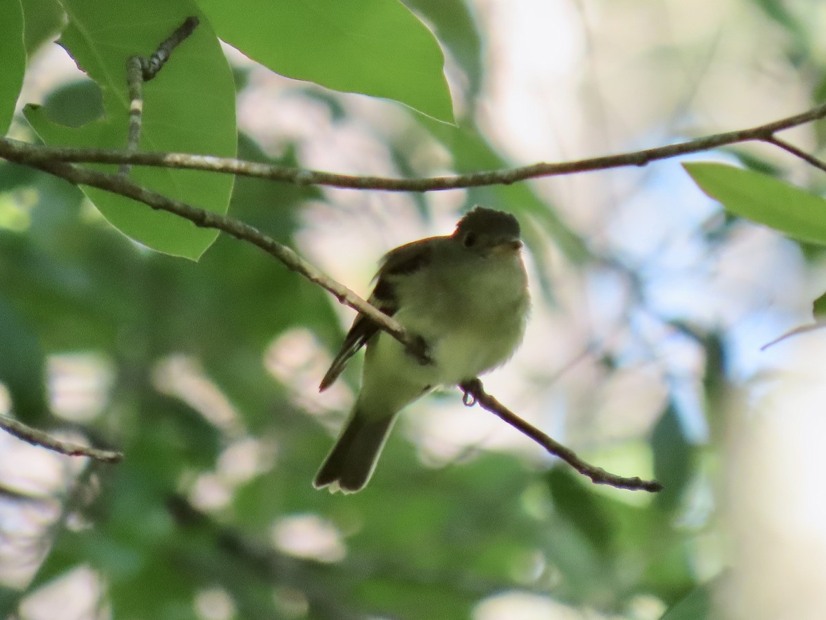 Acadian Flycatcher - ML443575521