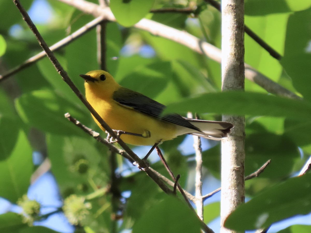 Prothonotary Warbler - ML443575821