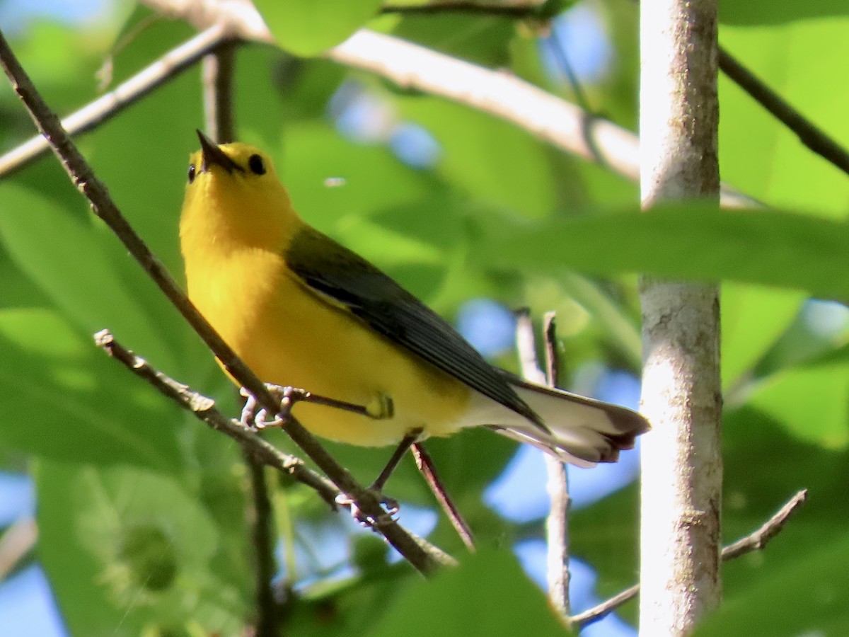 Prothonotary Warbler - ML443575841