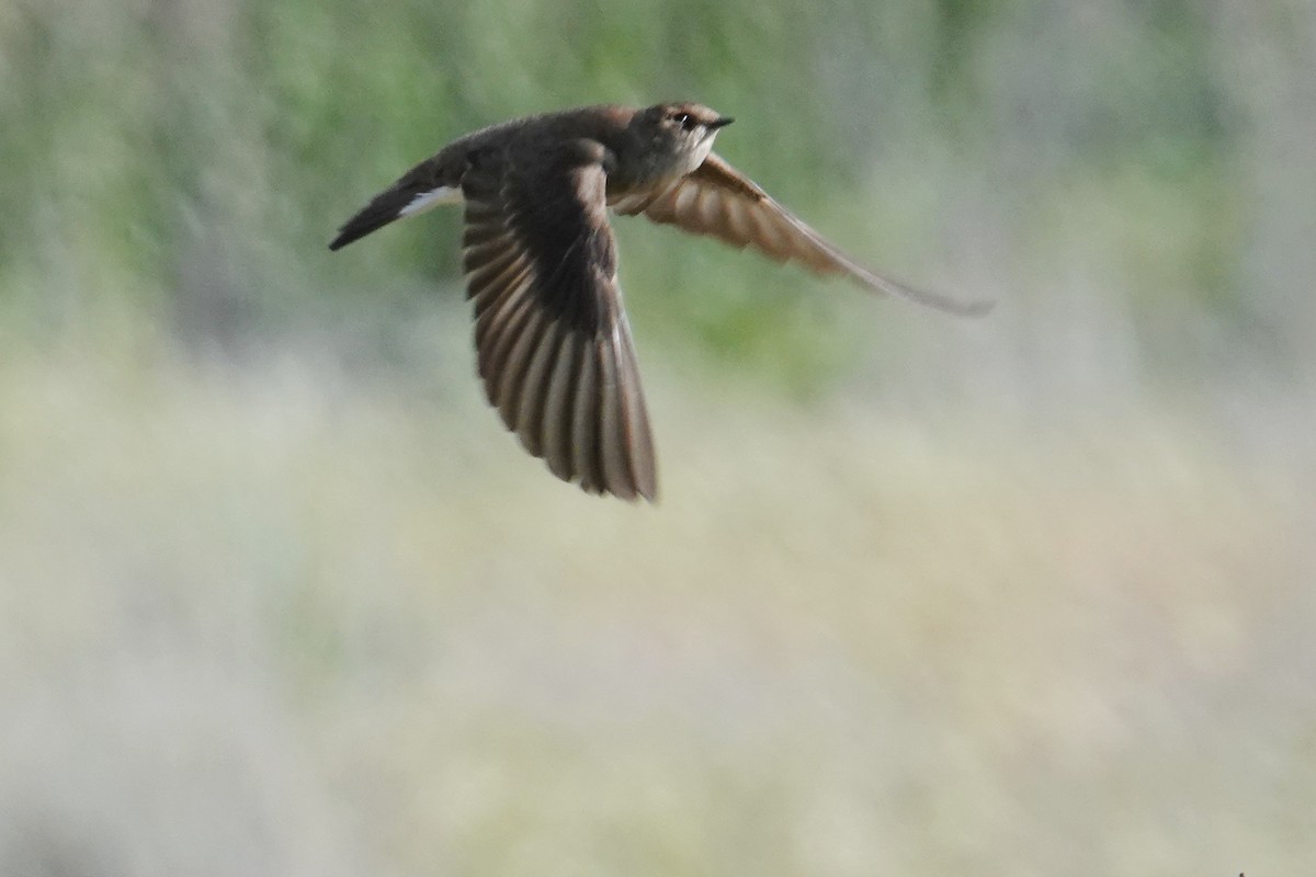 Hirondelle à ailes hérissées - ML443576131