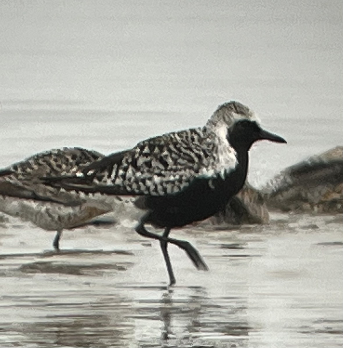 Black-bellied Plover - ML443576271