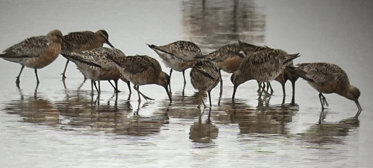 Red Knot - Tim Rodenkirk