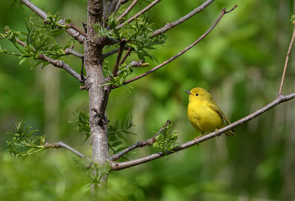 Yellow Warbler - Tom Warren