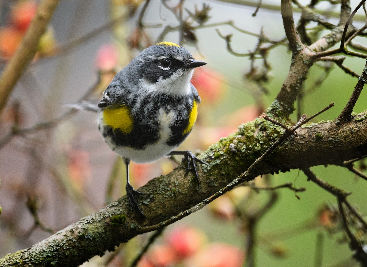 Yellow-rumped Warbler - ML443576681