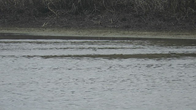 Бүрдний хөгчүү - ML443579511