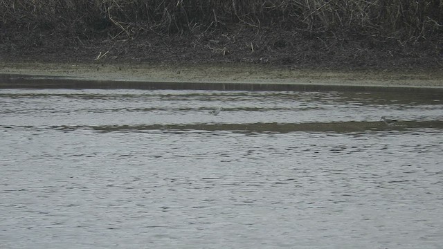 Marsh Sandpiper - ML443579511