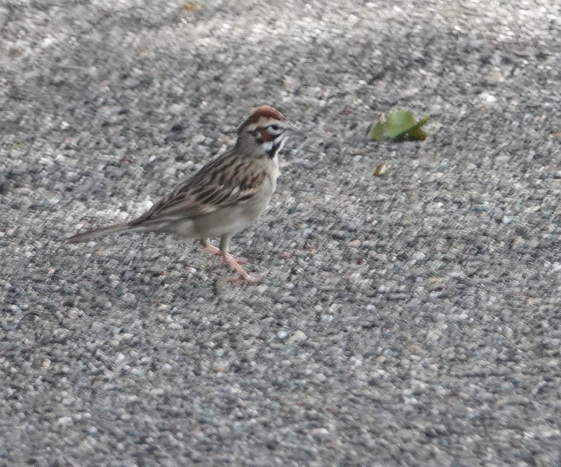 Lark Sparrow - ML443580451