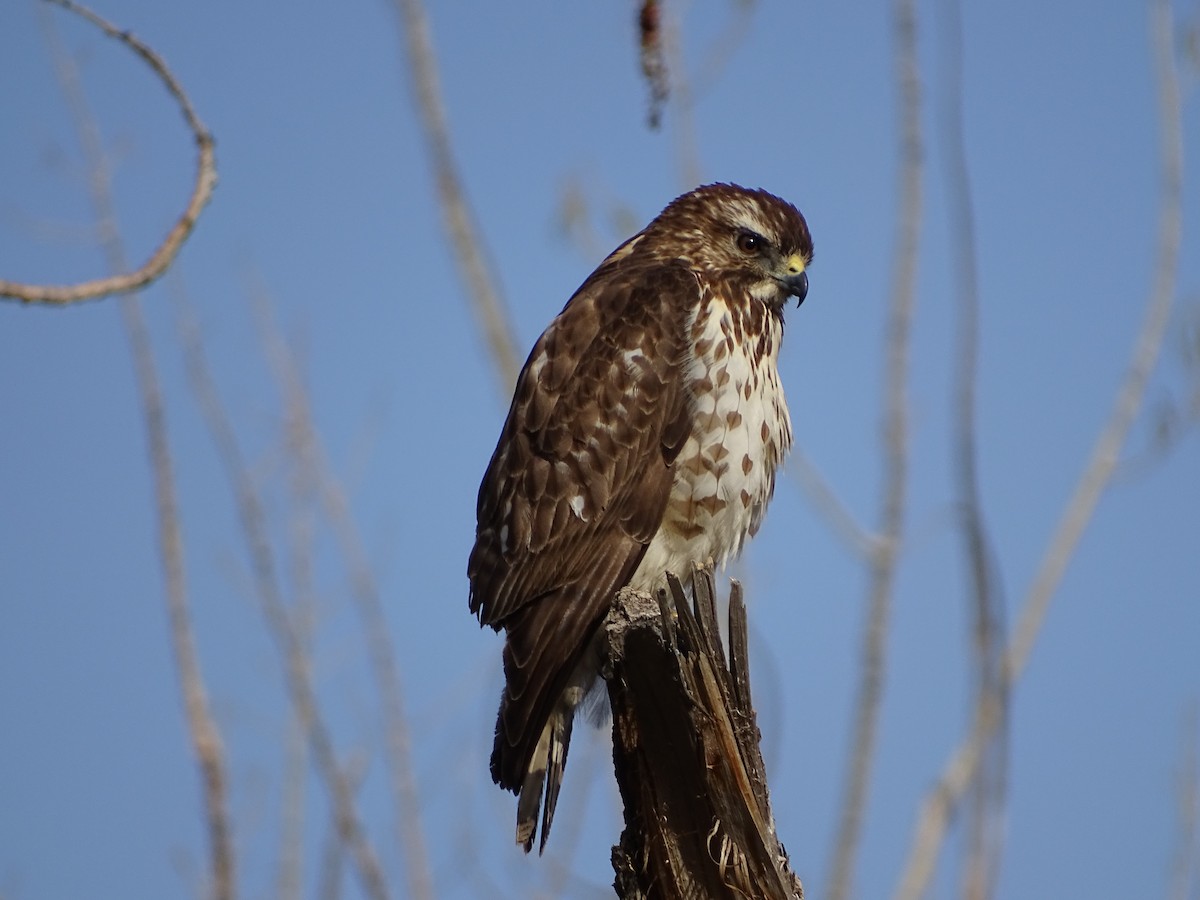 Broad-winged Hawk - ML443580851