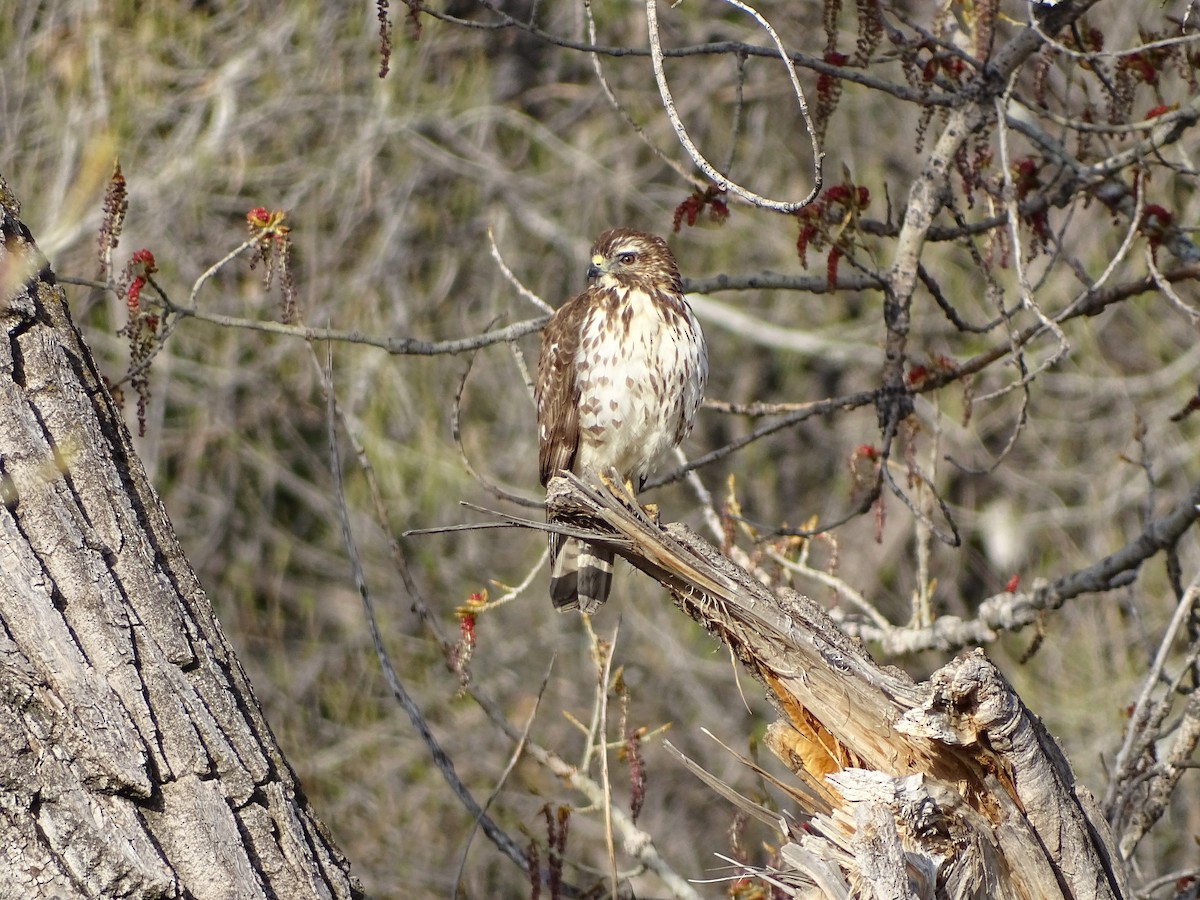 Broad-winged Hawk - ML443580991