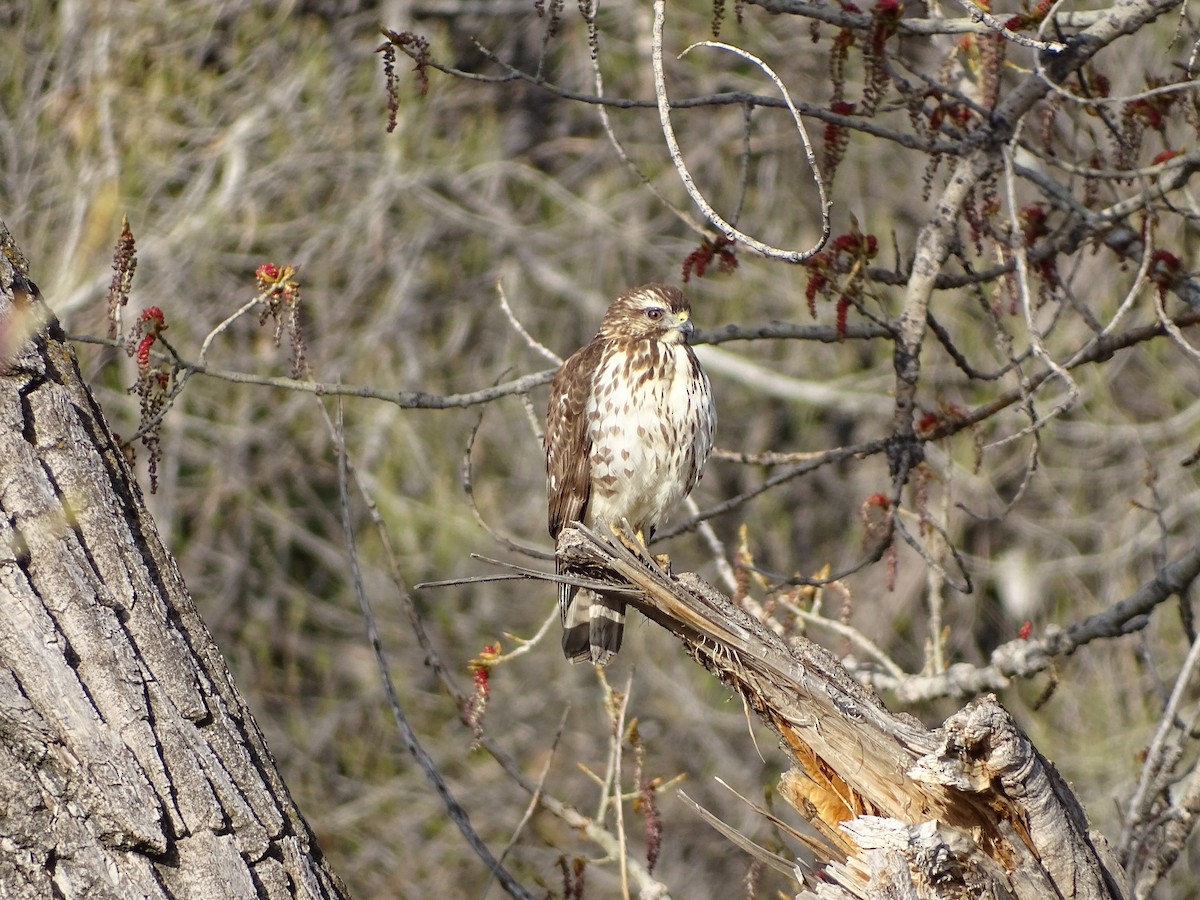 Broad-winged Hawk - ML443581001