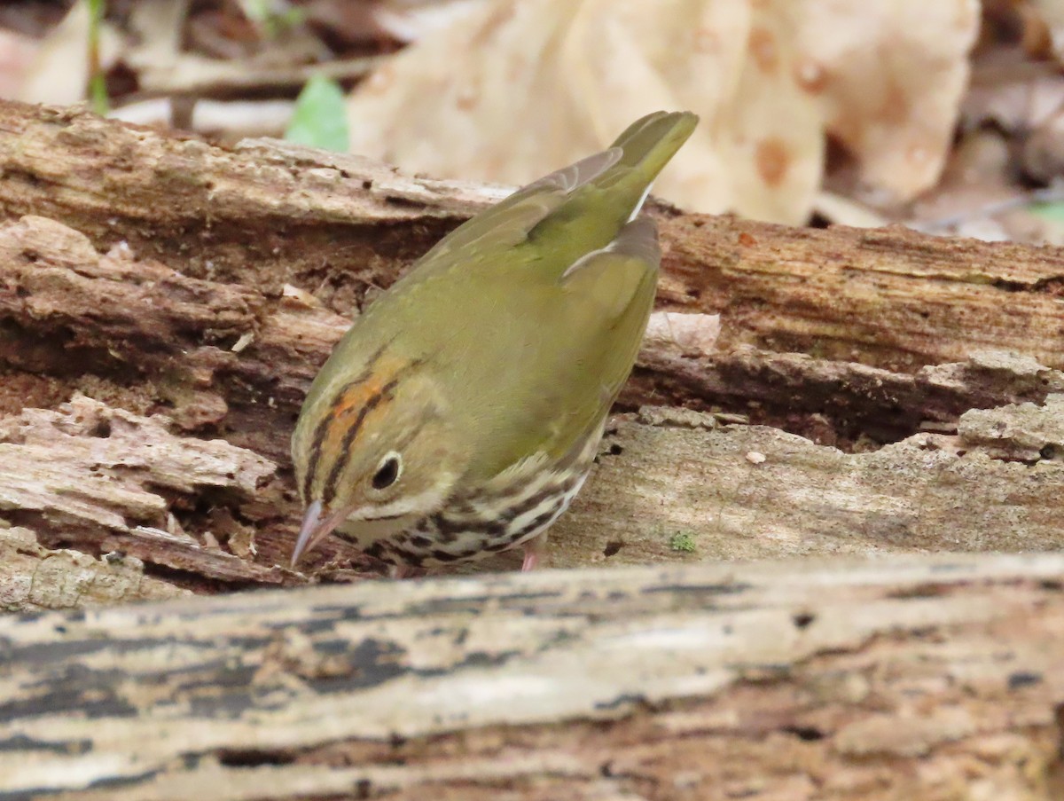 Ovenbird - ML443581481