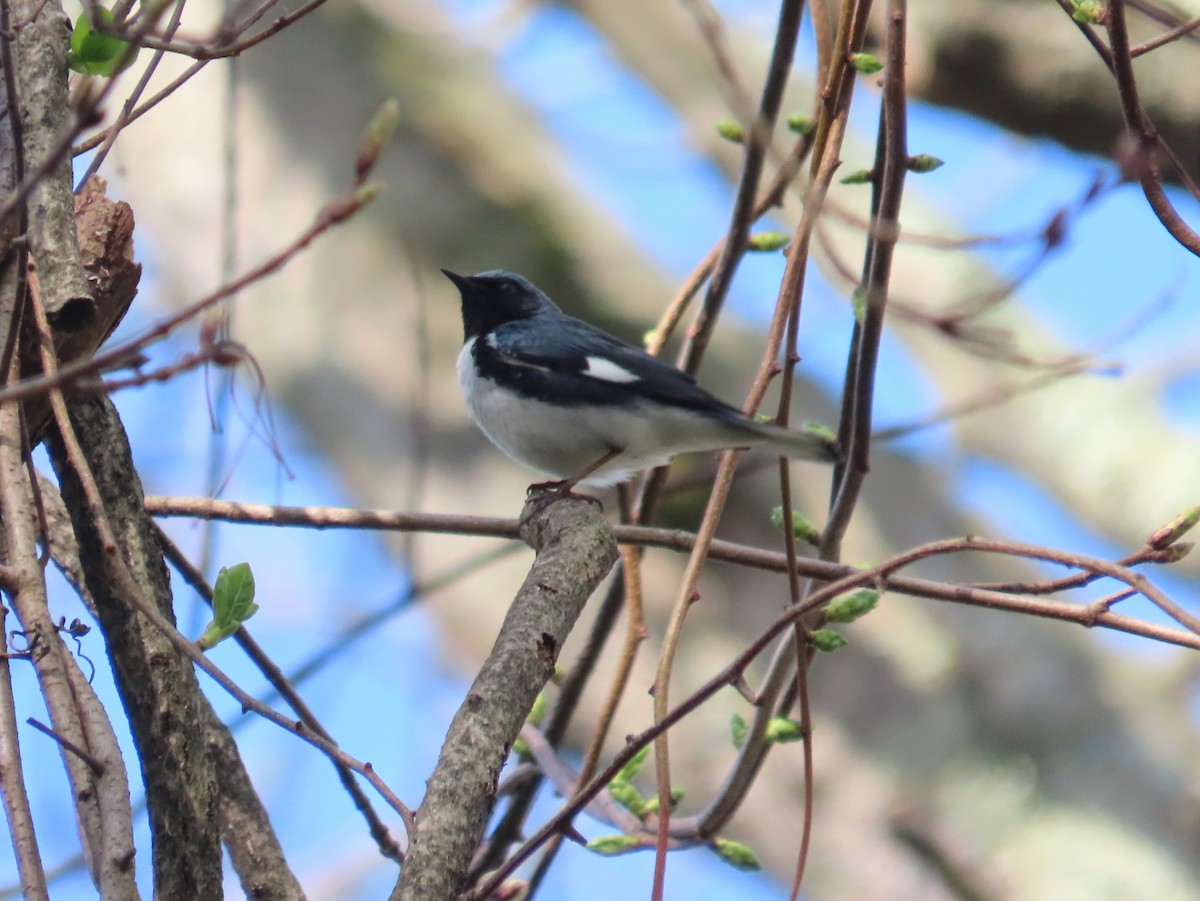 Black-throated Blue Warbler - ML443581651
