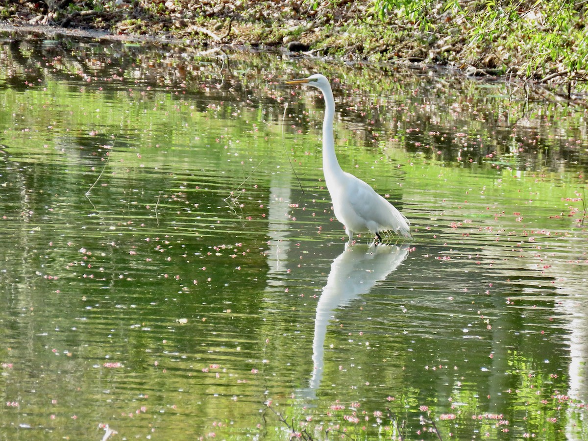 Цасч дэглий - ML443582391