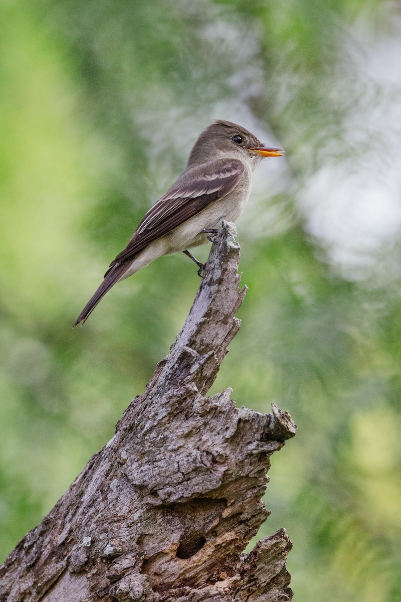 Eastern Wood-Pewee - ML443582821