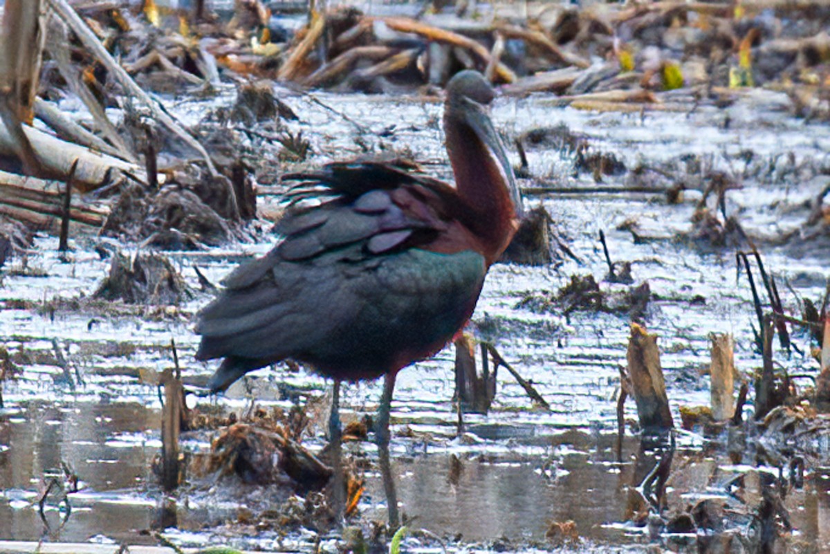 Glossy Ibis - ML443582901