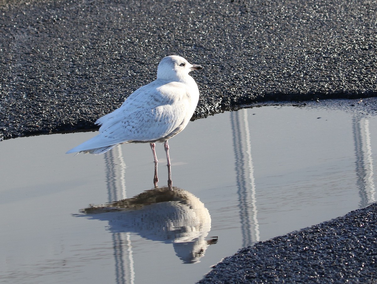 Gaviota Groenlandesa (kumlieni/glaucoides) - ML44358291