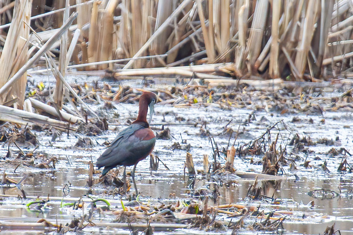 Glossy Ibis - ML443583101