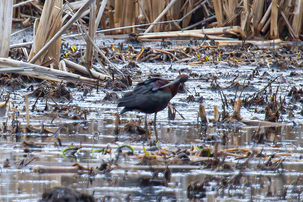 Glossy Ibis - ML443583141