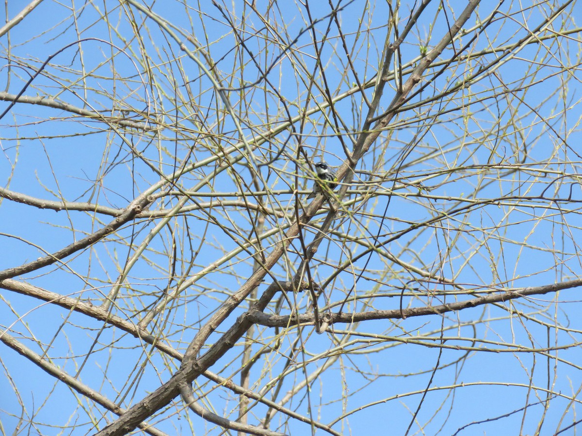 Yellow-rumped Warbler - ML443583181