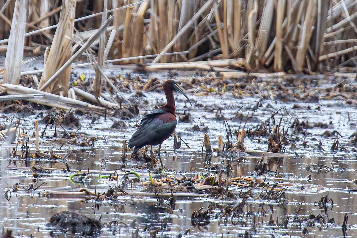 Glossy Ibis - ML443583271