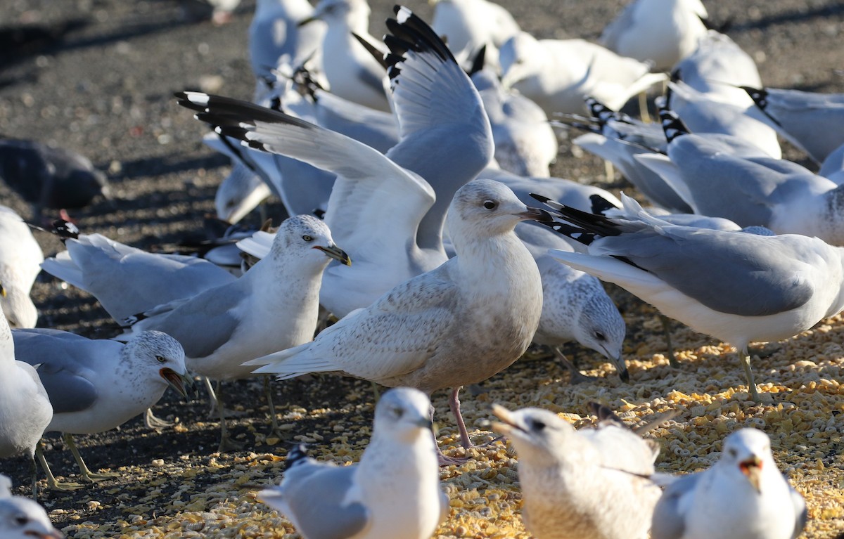 Gaviota Groenlandesa (kumlieni/glaucoides) - ML44358361