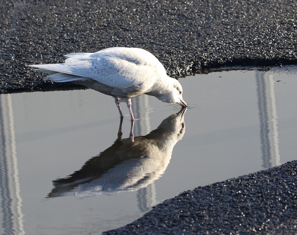 Iceland Gull (kumlieni/glaucoides) - ML44358371