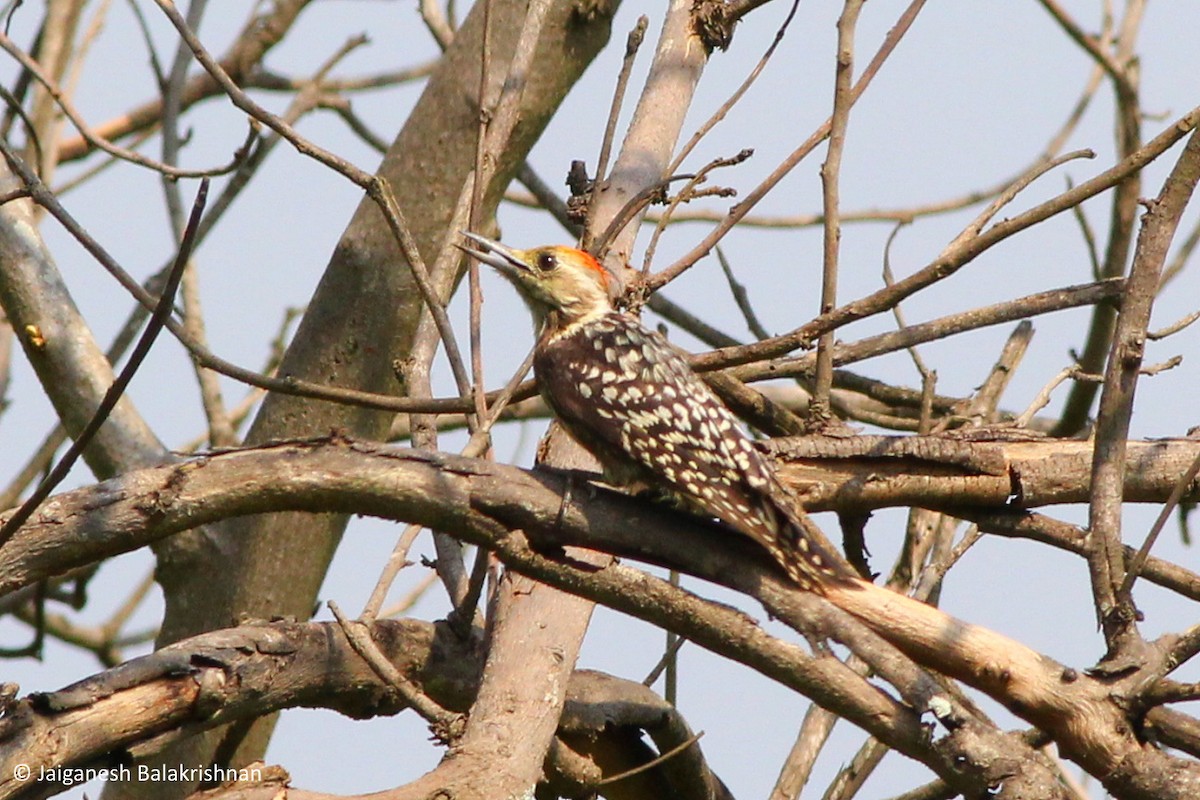 Yellow-crowned Woodpecker - ML443585481
